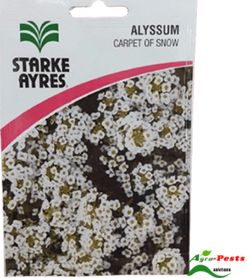 Picture of Alyssum Carpet of Snow