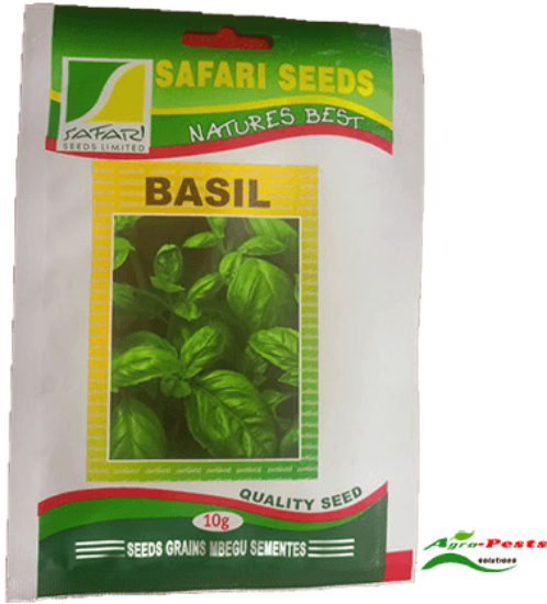 Picture of Basil