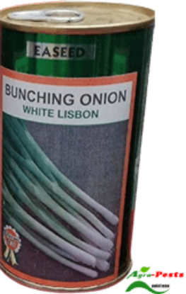 Picture of Bunching Onion White Lisbon EA