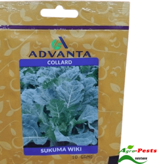 Picture of Collard Adv
