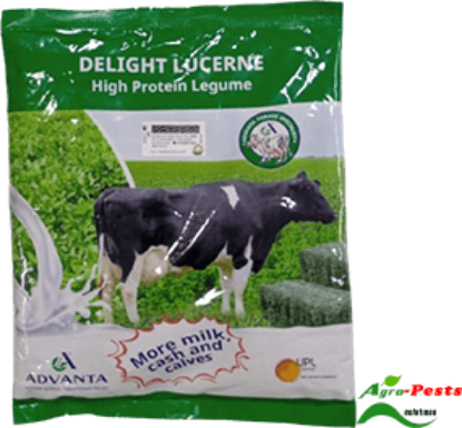 Picture of Delight Lucerne