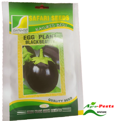 Picture of Egg plant Black Beauty