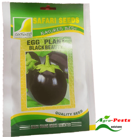 Picture of Egg plant Black Beauty