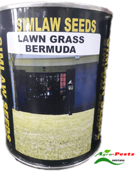 Picture of Lawn grass bermuda