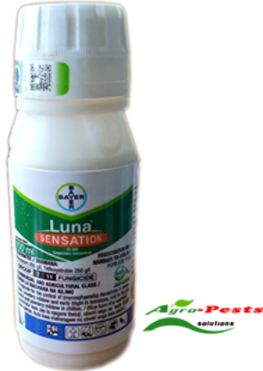 Picture of Luna Sensation