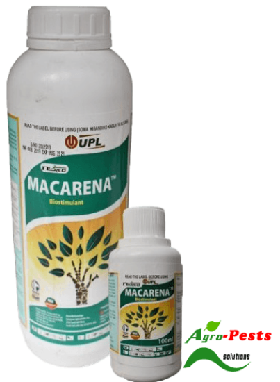 Picture of Macarena