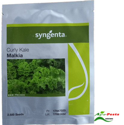 Picture of Malkia Curly Kale
