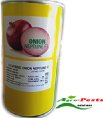 Picture of Neptune f1 onion