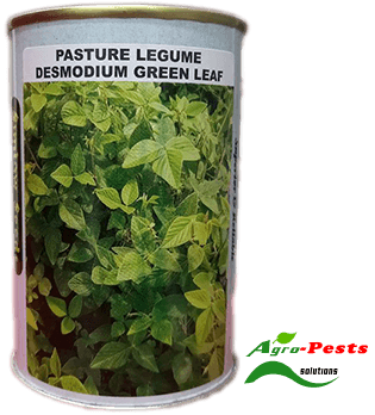 Picture of Pasture Legume Desmodium greeen leaf