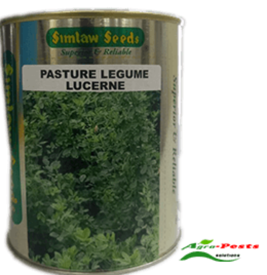 Picture of Pasture Legume Lucerne