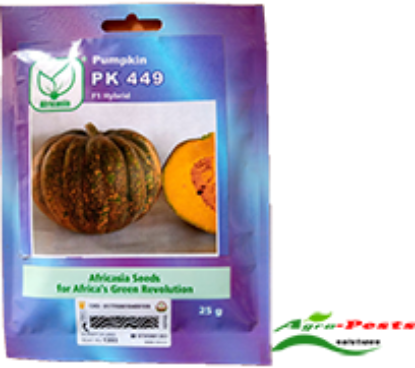 Picture of PK 499 Pumpkin