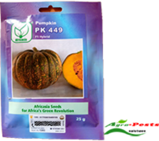 Picture of PK 499 Pumpkin