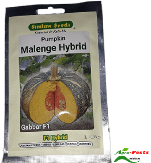 Picture of Pumpkin malenge hybrid Gabbar f1