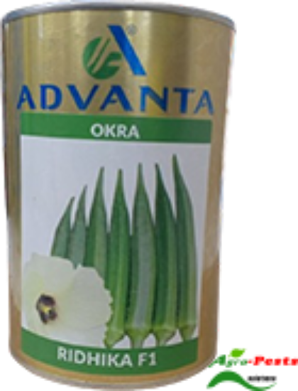 Picture of Ridhika F1 Okra
