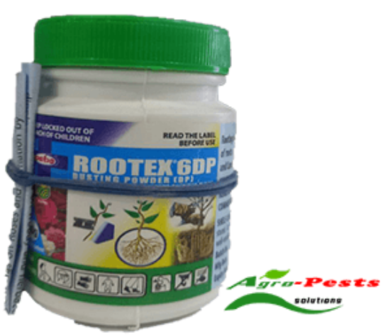 Picture of Rootex