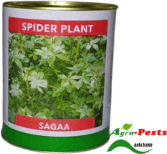 Picture of Sagaa Spider Plant SDC