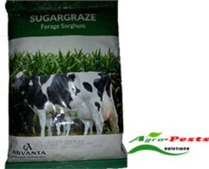 Picture of Sugargraze forage sorghum