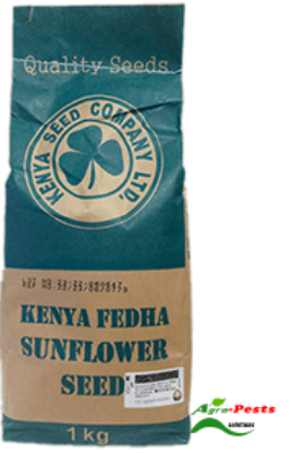 Picture of Sunflower Kenya Fedha