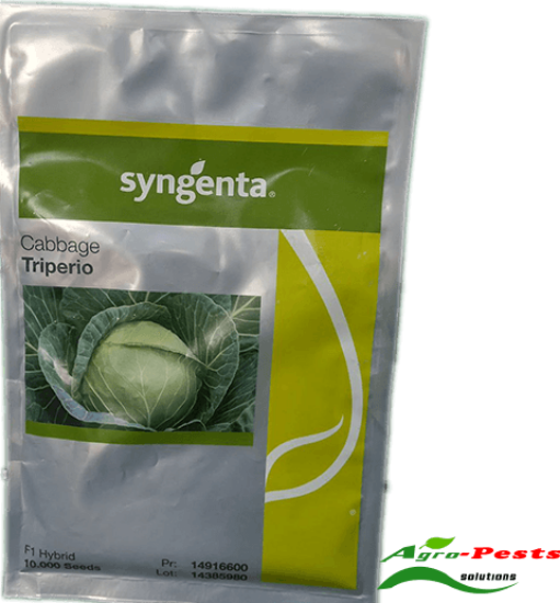 Picture of Triperio Cabbage
