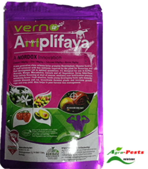 Picture of Verno Amplifaya