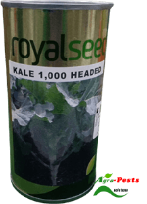 Picture of 1,000 Headed Kale Royal seed